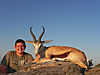 springbok-common-ram.jpg