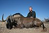 wildebeest-black1.jpg