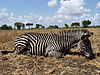 zebra-hunt1.JPG