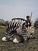 zebra-hunt2.jpg