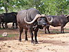 46-inch-buffalo.jpeg