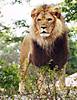 AfricanLion-Male-443-REF-StndFrnt-ToledoZoo-A.jpg