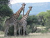 African_Safari_2010_012.jpg