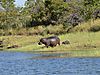 Baby_Hippo_Kariba.JPG