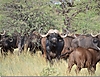 Cape_buffalo6.jpg