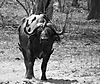 Cape_buffalo_2_.jpg