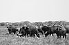 Cape_buffalo_5_.jpg