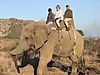 Elephants_009.JPG