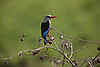 Gray_hooded_kingfisher_on_berry_branch.jpeg