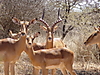 Impalas2.jpg