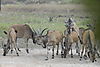 Lord_derby_eland_2.JPG