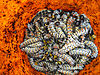 Mopane_Worms.JPG