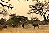 Namibia-dyrene-2.jpeg