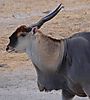 Portrait_of_a_beautiful_EA_eland_bull.JPG