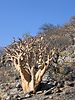 Safari_Namibia_Ago_07_182.jpg