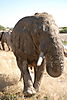 africa-elephant1.JPG