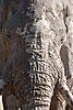 african-elephant.JPG