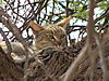 african_wild_cat_03.JPG