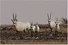 arabian-oryx-leucoryx.jpg
