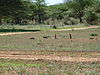 banded-mongoose-namibia-01.JPG