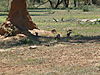 banded-mongoose-namibia-02.JPG