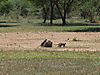 banded-mongoose-namibia-03.JPG