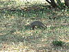 banded-mongoose-namibia-05.JPG