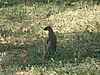 banded-mongoose-namibia-08.JPG