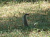 banded-mongoose-namibia-09.JPG
