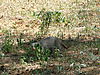 banded-mongoose-namibia-10.JPG