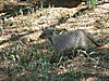 banded-mongoose-namibia-11.JPG