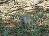 banded-mongoose-namibia-13.JPG
