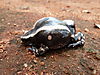 banded-rubber-frog-06.JPG