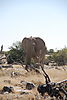 big-etosha-park.JPG