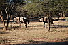 blue-wildebeest4.JPG