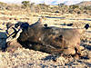 buffalo-hunting-03.jpg