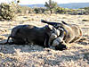 buffalo-hunting-04.jpg