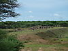 cape-eland-03.JPG