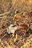 cheetah-hunting-05.jpg