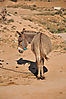 donkey-africa.jpg