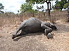 elephant-poached.JPG