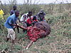 elephant-skull-06.JPG