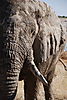 elephant-tusk1.JPG