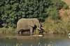elephant-vovodo-river-car.jpg