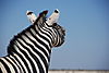 funny-zebra.JPG