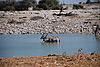 gemsbok-etosha.JPG