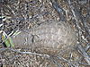 giant-pangolin-11.jpg