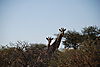 giraffe-tree.JPG