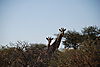 giraffe-tree1.JPG