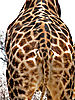 giraffe10.jpg